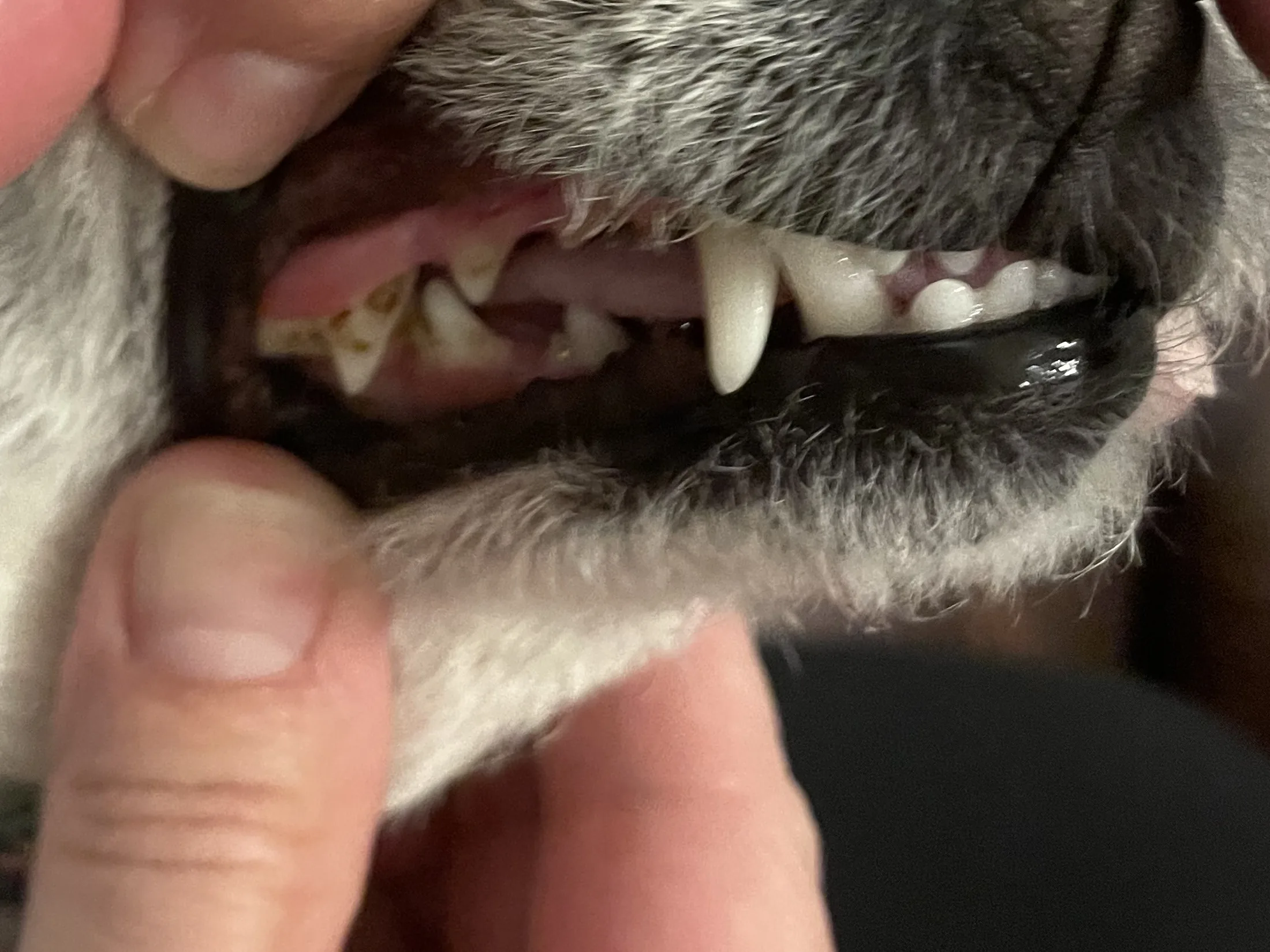 The same dog’s teeth on 17 Nov 2024, full size