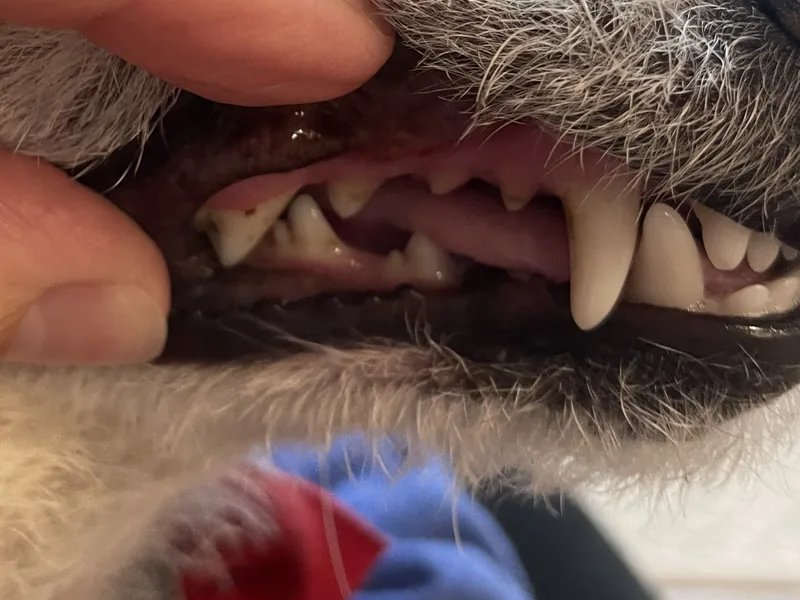 The same dog’s teeth on 13 Dec 2024