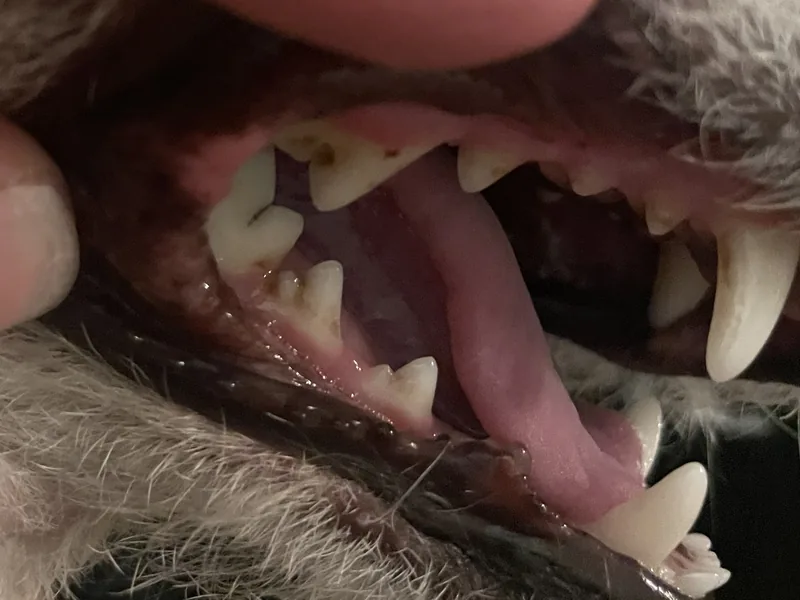The same dog’s teeth on 13 Jan 2025